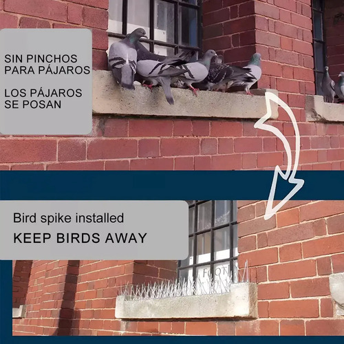 Comparación antes y después: pájaros en cornisa de ladrillo sin pinchos versus cornisa con púas de acero que mantiene alejadas las aves