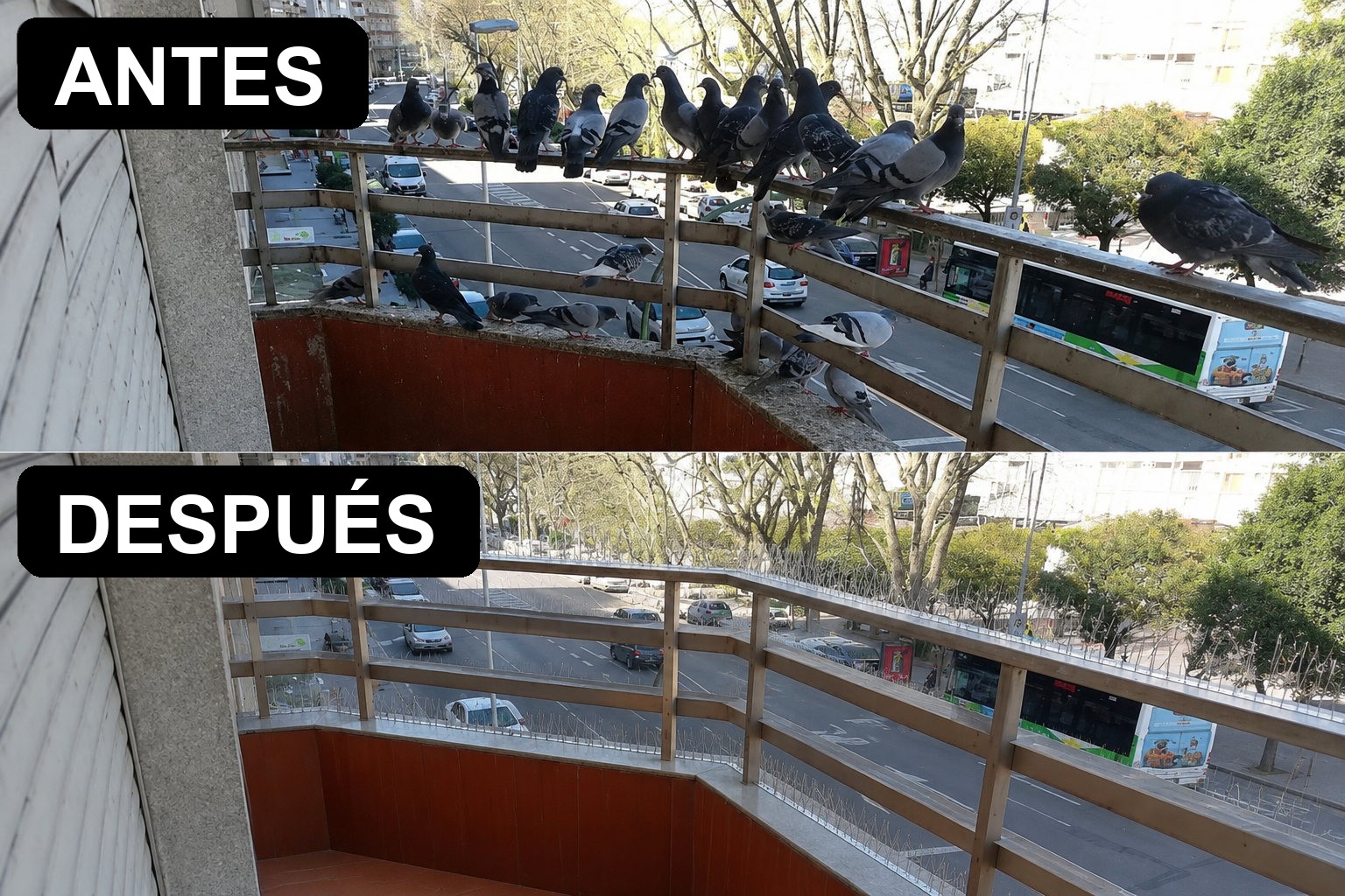 Cómo proteger un balcón de las palomas (sin lastimarlas)