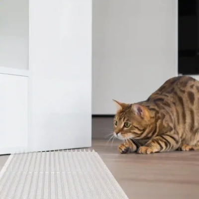 Gato observando una alfombrilla en el suelo. Método seguro para evitar daños en muebles y alfombras.